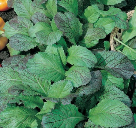 Mustar Red Giant (300 seminte), de salata baby leaf cu frunze mici pentru salata, Agrosel