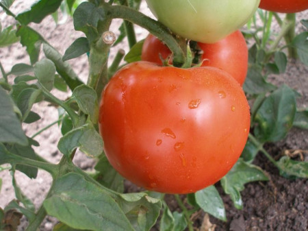 Naslada F1 - 1 gr – Seminte Tomate hibrid nedeterminat timpuriu Naslada F1 de la Opal Bulgaria