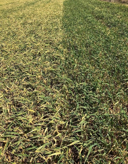 Naturamin-WSP fertilizator de ultima generatie cu 80% aminoacizi liberi (0.5 kg), biostimulare a cresterii si dezvoltarii plantelor in toate fazele, Daymsa