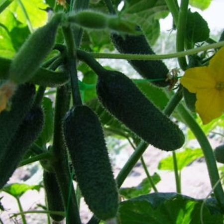 Nota F1 (250 seminte) castraveti cornichon cu perisori partenocarpic tip multifruct culoare verde inchis, Rijk Zwaan