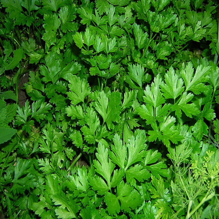 Novas Gigant Italian (1 kg) patrunjel rezistenta la frig verde intens aroma autentica, Clause