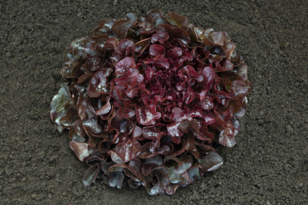 Oakly (5000 seminte) salata tip oakleaf, 350-450 gr, Bejo