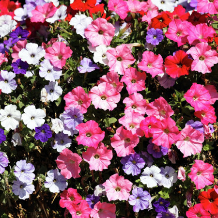 Petunie curgatoare mix (0.2 g) seminte de petunie planta curgatoare superba cu flori in culori diferite, Horti Tops