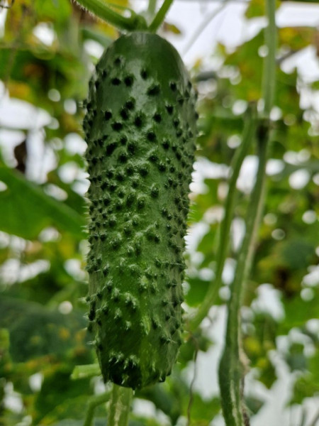Prut F1 (Siret imbunatatit) (50 seminte) castravete cornichon partenocarpic timpuriu, Hektar
