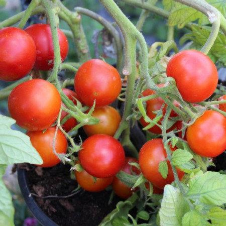 Rosii Balkonzauber (150 seminte) tomate curgatoare pentru balcon, Agrosem