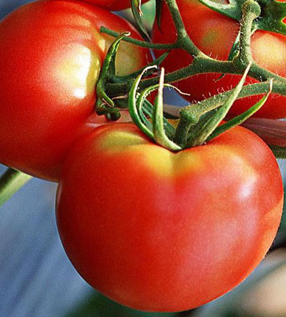 Rosii Buzau 22 (80 seminte) tomate romanesti soi viguros crestere determinata, Agrosem