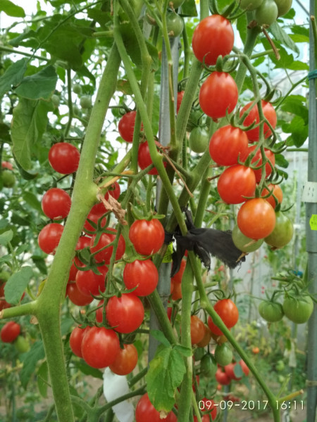 Rosii Cherry Cherry Swettie (soi mama a tomatelor Sweet Million F1) seminte de rosii nedeterminate Cherry timpuriu