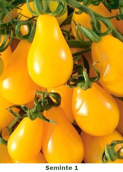 Rosii Perun (150 seminte) de rosii galbene tip cherry prunisoara, Kertimag