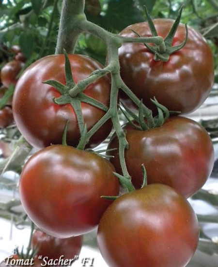 Sacher F1 (5 seminte) de tomate negre crestere nedeterminata extratimpurii pentru sere si solarii, Yuksel