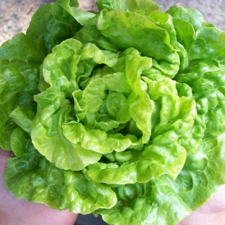 Salata White Boston (2400 seminte) salata soi productiv, frunze netede, Agrosem