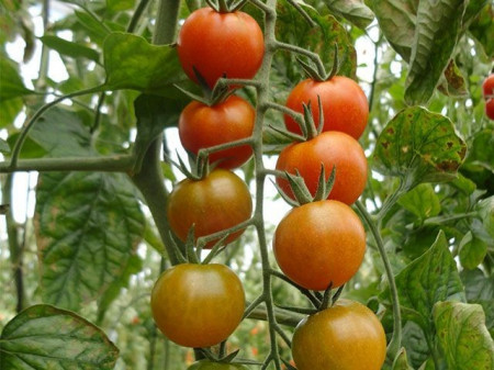 Salomee F1 - 500 sem - Seminte de rosii cherry nedeterminate ce se caracterizeaza prin capacitatea de a produce ciorchini mari cu fructe de 15-18 grame foarte rezistente la crapare de la Enza Zaden