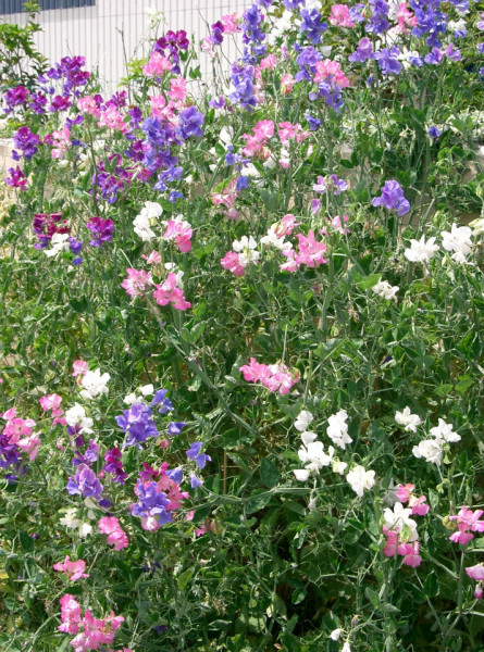 Sangele Voinicului curgatoare mix (3 g), seminte de flori divers colorate si cu parfum intens, Agrosel