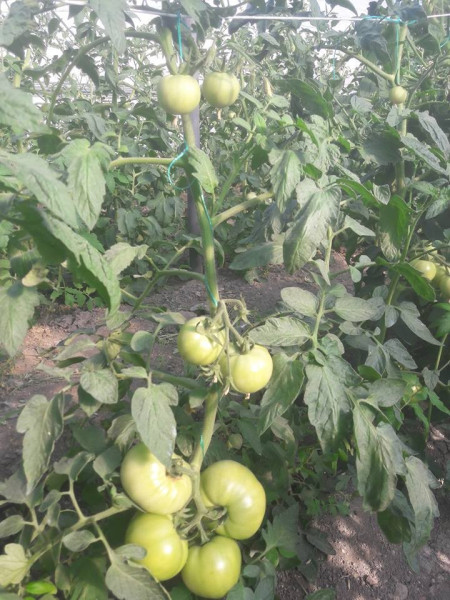 Seminte tomate Gramada F1 (5 gr), crestere nedeterminata, hibrid semitimpuriu nou, Opal