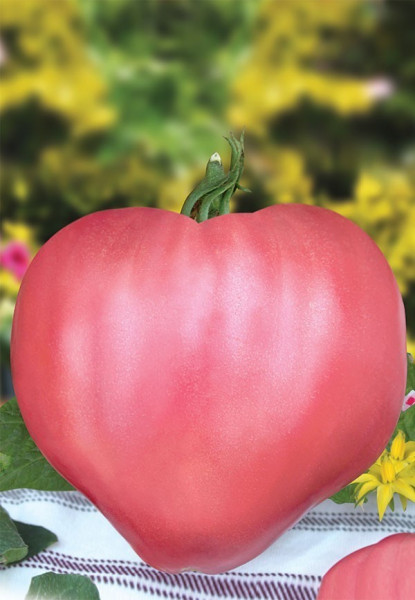 Seminte tomate Rozov Dar (Dar Roz), 1000 seminte, tip Inima de Bivol Gigant, Florian
