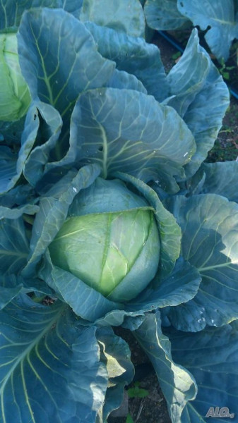 Seminte varza de toamna Balcan - Balkan (1 kg) soi tardiv bulgaresc foarte productiv, Florian
