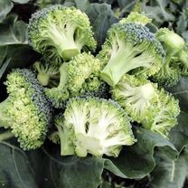 Stromboli F1 (1000 seminte) de broccoli primavara/toamna, 75-80 zile, 1-1.5 kg, Hazera