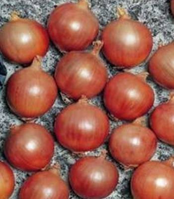 Tamara F1 (250.000 seminte) ceapa galbena cu bulbi uniformi rotunzi bine inveliti si culoare aurie ce se preteaza pastrarii pe termen lung, Bejo