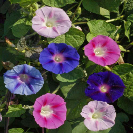 Zorele urcatoare mix Ipomea (2 g), seminte de zorele intr-un amestec superb de culori, Kertimag