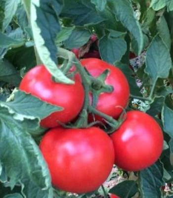 Zulfia F1 (1000 seminte) tomate ce se remarca prin rezistentele sale dar si prin calitatea fructelor si productivitatea ridicata cu un gust deosebit de placut, Rijk Zwaan
