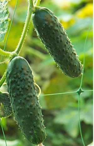 Aloe F1 (2 gr) seminte de castraveti cornison de culoare verde inchis, productie ridicata, ChemyFarm