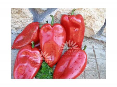 Ardei Capia de Plovdiv (Plovdivska Kapia) 50 gr Seminte de Ardei Capia Soi Semitimpuriu Plat Cu Doua Laturi