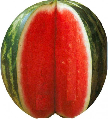 AU PRODUCER – 500 gr – Seminte Pepeni Verzi Crimson Sweet Au Poducer de la Hollar Seeds Colorado USA