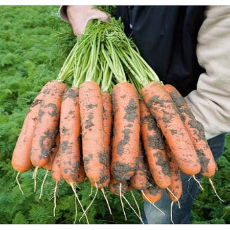 Baltimore F1 (25.000 seminte) morcovi orange tip Berlicum/Nantes (calibru seminte > 2.0 mm) ce se comporta excelent in conditii dificile dezvoltare fiind destinat consumului in stare proaspata si industrializare, Bejo