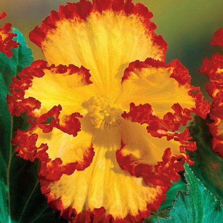 Begonie Marginata Yellow and Red (3 bulbi) floare mare, culoare galben cu rosu, bulbi de flori, Agrosem