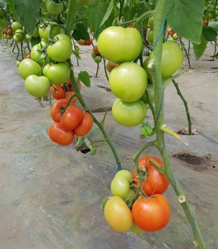 Beldine F1 (500 seminte) rosii nedeterminat fructe uniforme capacitate de post maturare de la Syngenta