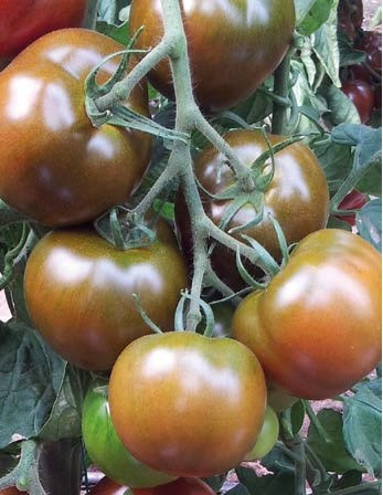 Big Sacher F1 (132-283 F1) 100 seminte tomate negre , pastrare indelungata, Yuksel