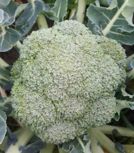 Brontolo F1 - 1000 sem - Seminte de broccoli cu capatana verde inchis fina uniforma si compacta ce nu emite tulpini secundare de la Cora Seeds