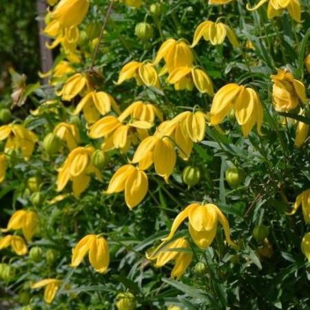 Clematita Tibetana Tangutica seminte de Clematite, tufa ornamentala cataratoare Clematis, cu flori galbene mari, in forma de clopotei, Vilmorin