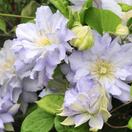 Clematite Azure Ball (1.5 m in ghiveci de 2 L), tufa ornamentala cataratoare Clematis, cu flori mari, colorate in albastru-violet si o coroana de stamine galbene