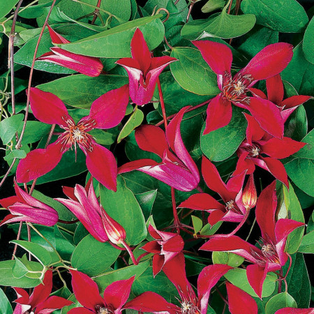 Clematite Gravetye Beauty (1.5 m in ghiveci de 2 L) tufa ornamentala cataratoare Clematis, cu flori deosebite in forma de crin, de culoare rosu profund si fructe pufoase decorative