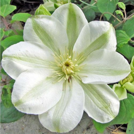 Clematite Guernsey Cream (1.5 m in ghiveci de 2 L), tufa ornamentala cataratoare Clematis, hibrid polonez cu flori mari, de culoarea untului, cu stamine galbene