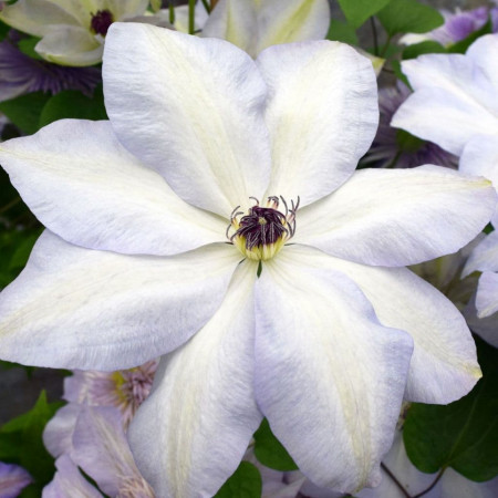 Clematite Ivan Olsson (1.5 m in ghiveci de 2 L), tufa ornamentala cataratoare Clematis, cu flori elegante, albe cu umbre de albastru deschis pe margini
