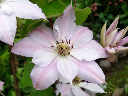 Clematite Matka Siedliska (ghiveci de 2 L) cu flori mari albe uneori usor roz, planta cataratoare Clematis