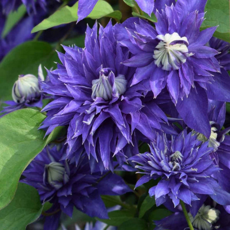 Clematite Multi Blue (1.5 m in ghiveci de 2 L), tufa ornamentala cataratoare Clematis, hibrid cu flori deosebite, duble, de culoare albastru-marin