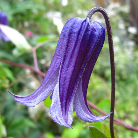 Clematite Rooguchi (1.5 m in ghiveci de 2 L) tufa ornamentala cataratoare Clematis, clematita cu cea mai lunga perioada de inflorire, cu flori gratioase in forma de clopotei de culoare albastru-violet