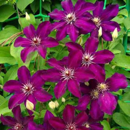 Clematite Stasik (1.5 m in ghiveci de 2 L), tufa ornamentala cataratoare Clematis, hibrid rusesc cu flori de culoare rosu-purpuriu stralucitor