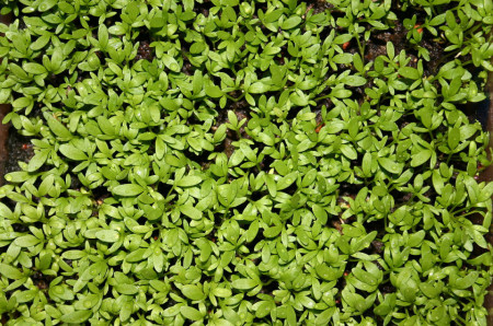 Creson de gradina (3 gr) seminte de creson cu ritm rapid de crestere, perfect pentru condimentarea alimentelor, Agrosem