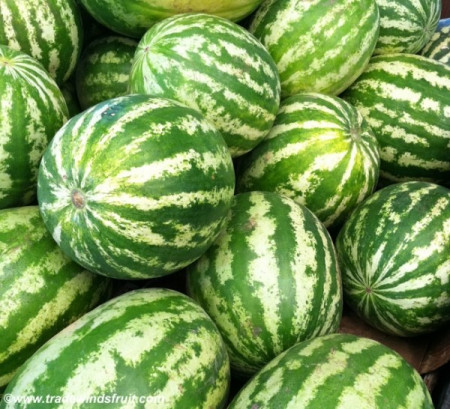 Crimson Sweet (500 gr) seminte pepene verde semitimpuriu coaja dungata 9- 12 kg, RACI Sementi