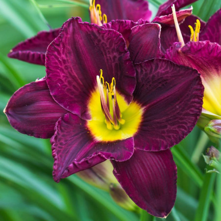 Crin Hemerocallis Bela Lugosi (ghiveci 1,5 L), crin de o zi cu flori purpurii cu galben-lemon