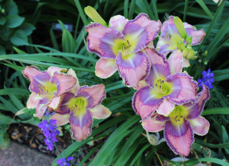 Crin Hemerocallis Mildred Mitchell (ghiveci 1,5 L), crin de o zi cu flori mari, deosebite, colorate roz, violet si galben