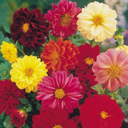 Dalia mix (0.5 gr) flori colorate simple si duble, Agrosem