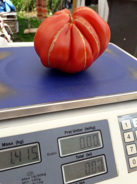 Deko F1 - 100 sem - Seminte de rosii tip Inima de Albenga ce se remarca printr-o crestere nedeterminata cu o legare si o uniformitate a fructelor la etajele superioare excelenta iar maturitatea este semitimpurie de la ISI Sementi
