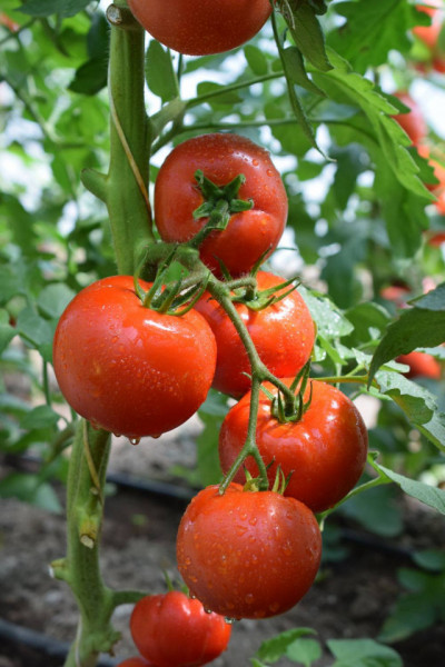 Fantom F1 (1 gr) seminte tomate nedeterminate semitimpurii, Superior Seeds Serbia