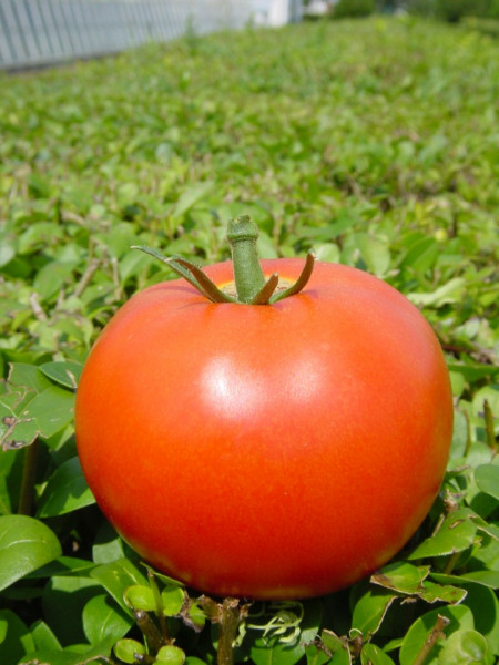Fantom F1 (1 gr) seminte tomate nedeterminate semitimpurii, Superior Seeds Serbia