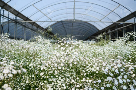 Floarea miresei perena alba (600 seminte) floare anuala, flori mici albe, Agrosem