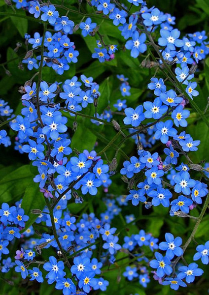Flori de Nu ma uita (0.15 gr) seminte de flori mici albastre, Agrosem